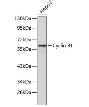 Cyclin B1 Rabbit Polyclonal Antibody
