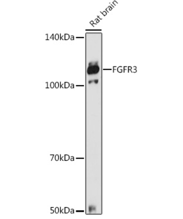 FGFR3 Rabbit Polyclonal Antibody