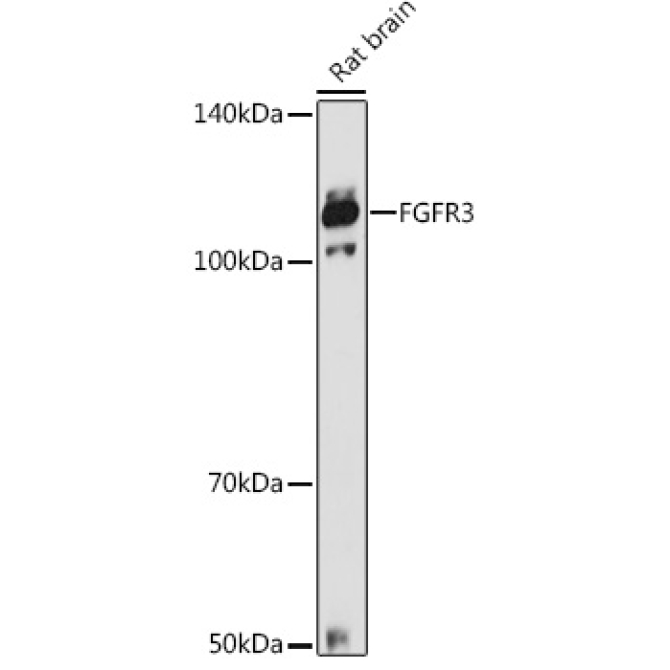 FGFR3 Rabbit Polyclonal Antibody