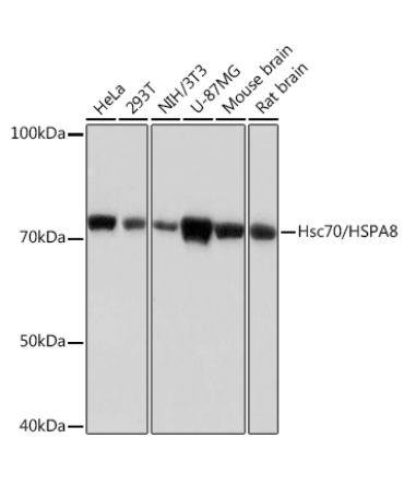 Hsc70/HSPA8 Rabbit Monoclonal Antibody