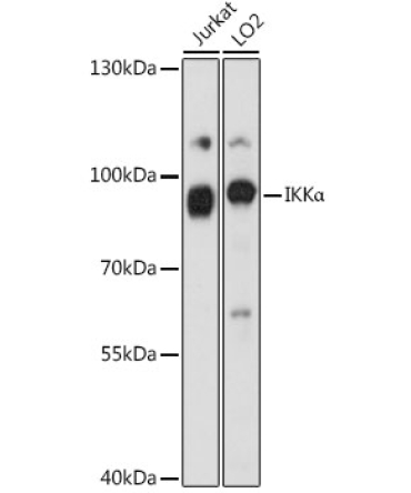IKKAlpha Rabbit Polyclonal Antibody