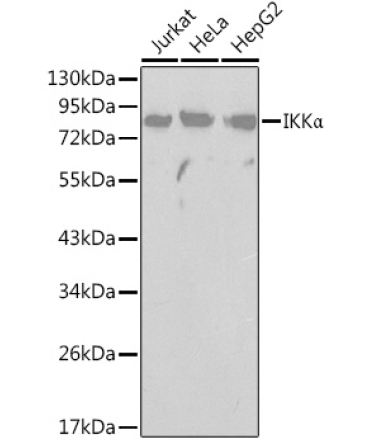 IKKAlpha Rabbit Polyclonal Antibody