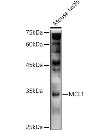 MCL1 Rabbit Polyclonal Antibody