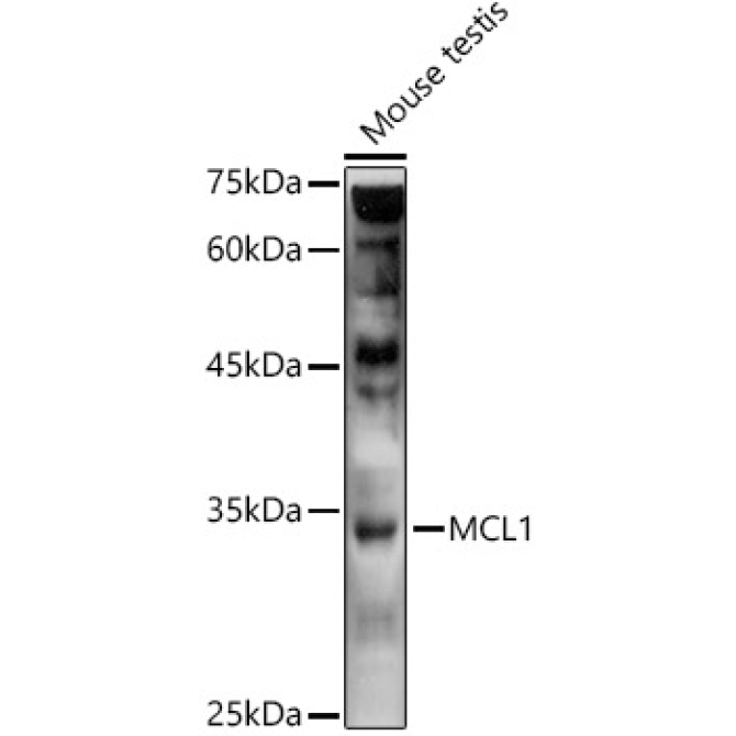 MCL1 Rabbit Polyclonal Antibody