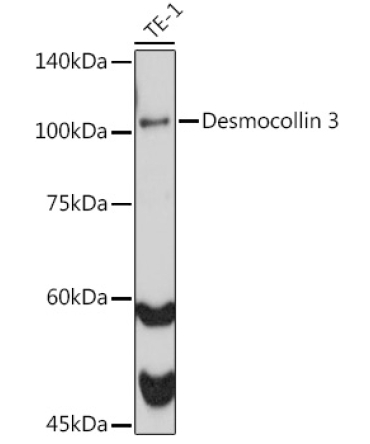 Desmocollin 3 Rabbit Monoclonal Antibody