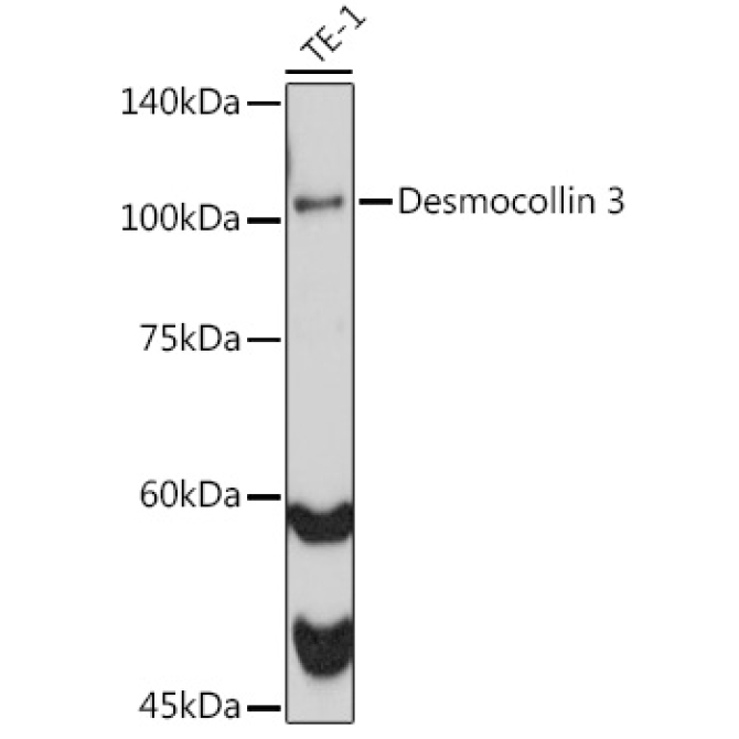 Desmocollin 3 Rabbit Monoclonal Antibody