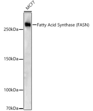 Fatty Acid Synthase (FASN) Rabbit Polyclonal Antibody