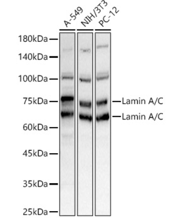 Lamin A/C Rabbit Polyclonal Antibody