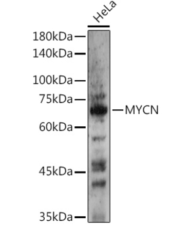 N-Myc/MYCN Rabbit Polyclonal Antibody