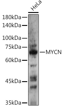 N-Myc/MYCN Rabbit Polyclonal Antibody