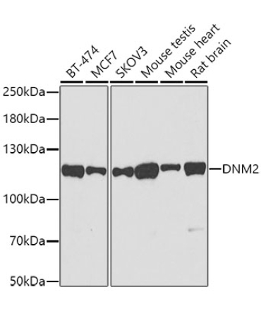 DNM2 Rabbit Polyclonal Antibody