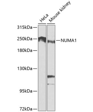 NUMA1 Rabbit Polyclonal Antibody