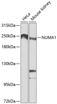 NUMA1 Rabbit Polyclonal Antibody