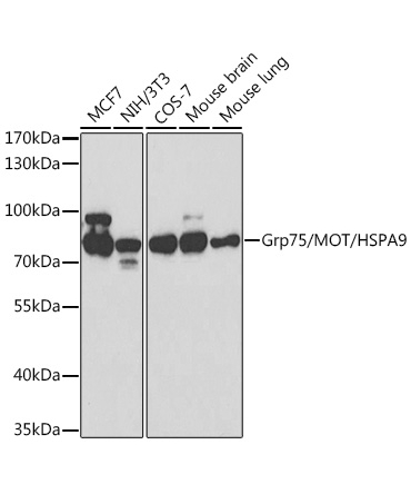 Grp75/MOT/HSPA9 Rabbit Polyclonal Antibody