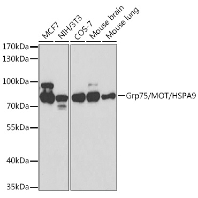 Grp75/MOT/HSPA9 Rabbit Polyclonal Antibody