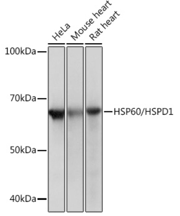 HSP60/HSPD1 Rabbit Monoclonal Antibody