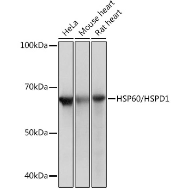 HSP60/HSPD1 Rabbit Monoclonal Antibody
