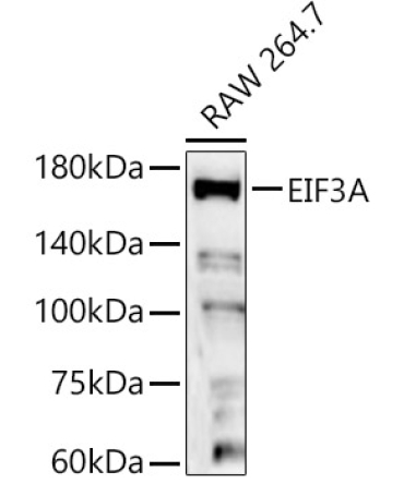 EIF3A Rabbit Polyclonal Antibody
