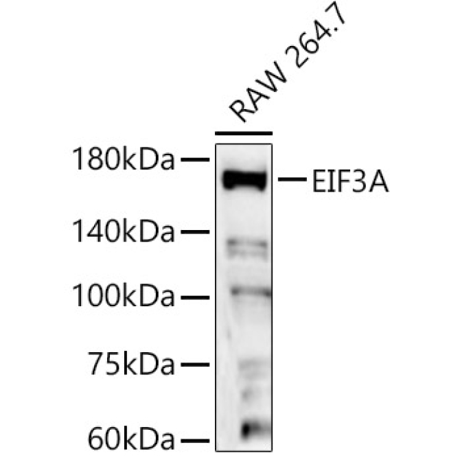 EIF3A Rabbit Polyclonal Antibody