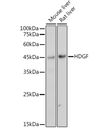 HDGF Rabbit Monoclonal Antibody