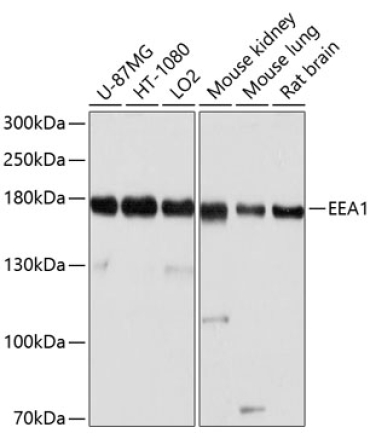 EEA1 Rabbit Polyclonal Antibody