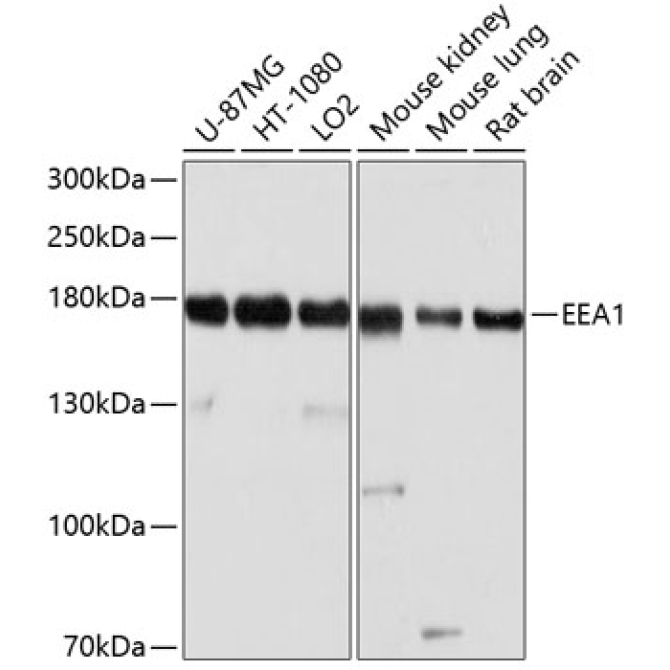EEA1 Rabbit Polyclonal Antibody