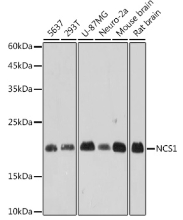 NCS1 Rabbit Monoclonal Antibody