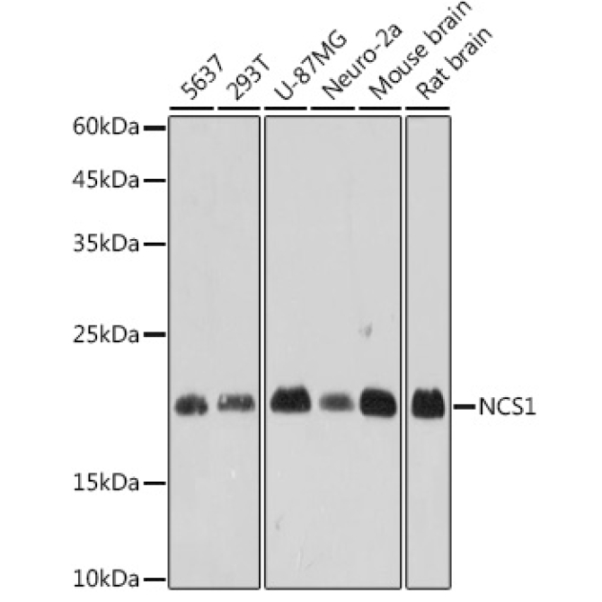 NCS1 Rabbit Monoclonal Antibody