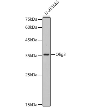 Olig3 Rabbit Monoclonal Antibody
