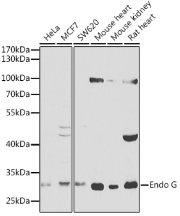 Endo G Rabbit Polyclonal Antibody
