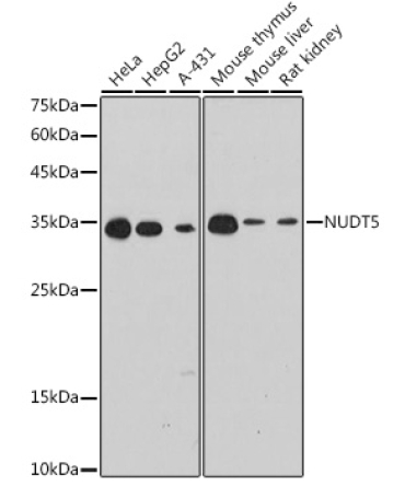 NUDT5 Rabbit Monoclonal Antibody