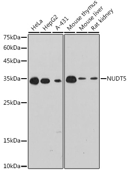 NUDT5 Rabbit Monoclonal Antibody