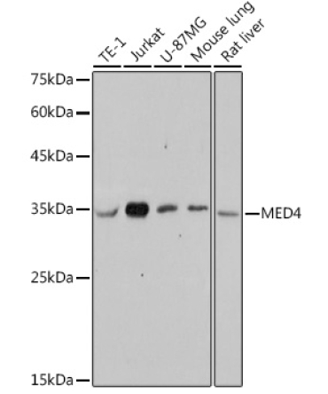 MED4 Rabbit Monoclonal Antibody