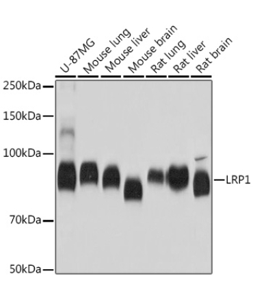 LRP1 Rabbit Monoclonal Antibody