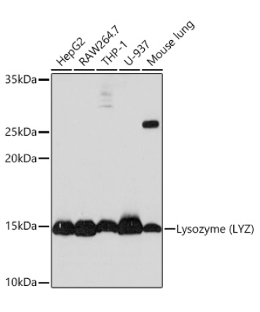 Lysozyme (LYZ) Rabbit Monoclonal Antibody