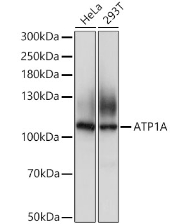 ATP1A Rabbit Polyclonal Antibody