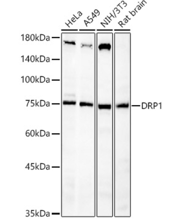 DRP1 Rabbit Polyclonal Antibody