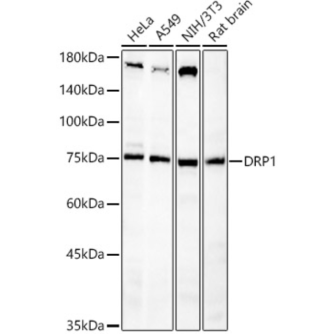 DRP1 Rabbit Polyclonal Antibody