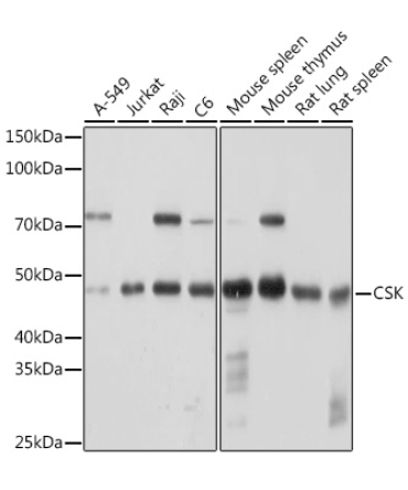 CSK Rabbit Monoclonal Antibody