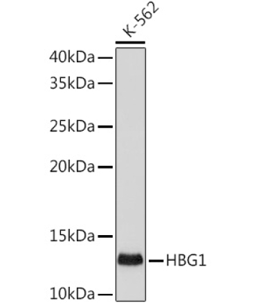 HBG1/2 Rabbit Monoclonal Antibody