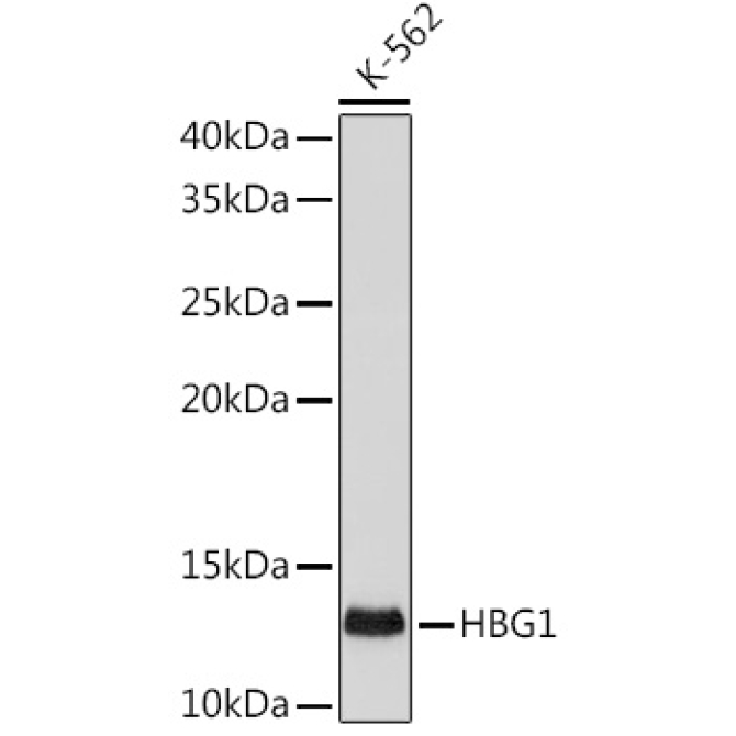 HBG1/2 Rabbit Monoclonal Antibody