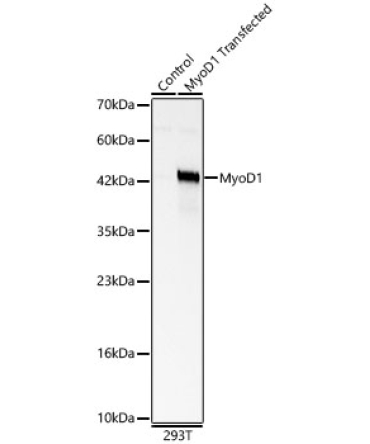 MyoD1 Rabbit Polyclonal Antibody