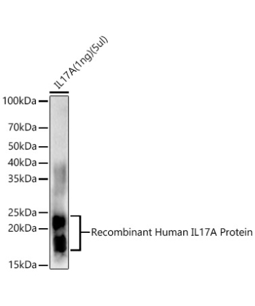 IL17A Rabbit Polyclonal Antibody