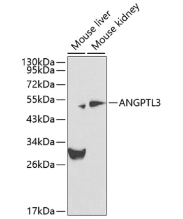 ANGPTL3 Rabbit Polyclonal Antibody