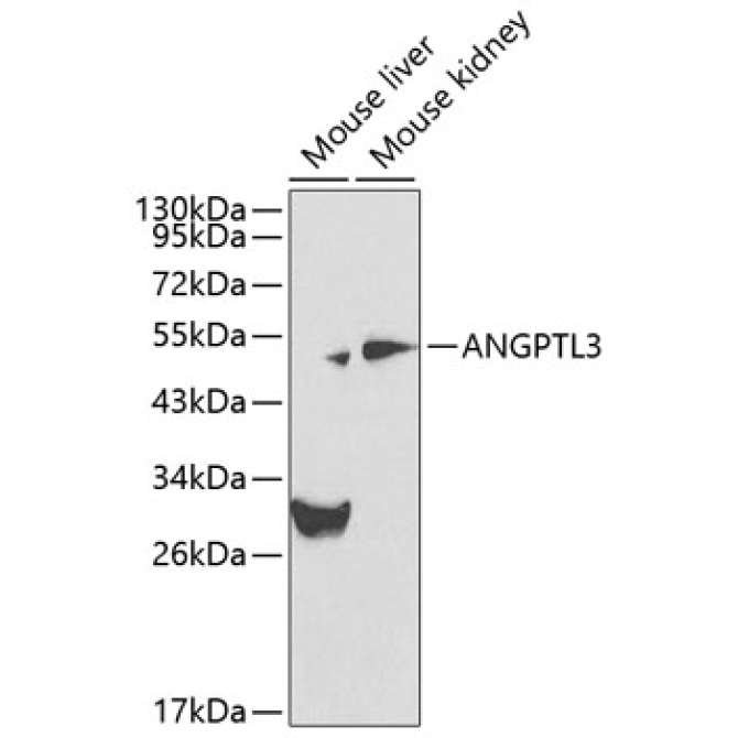 ANGPTL3 Rabbit Polyclonal Antibody