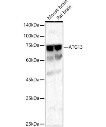 ATG13 Rabbit Polyclonal Antibody