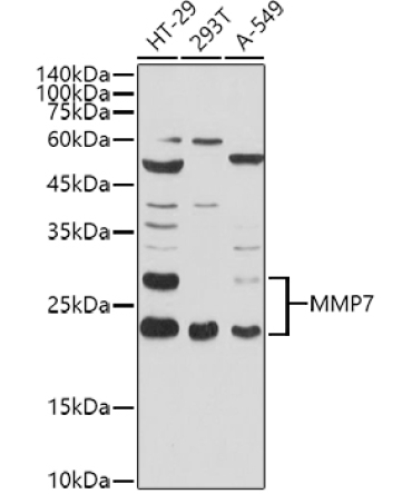 MMP7 Rabbit Polyclonal Antibody