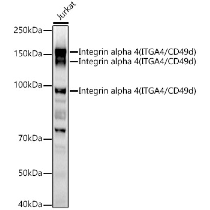 Integrin alpha 4 (ITGA4/CD49d) Rabbit Polyclonal Antibody