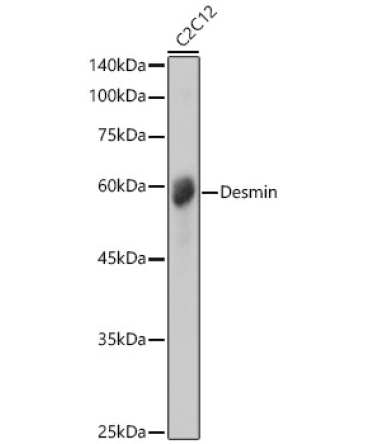 Desmin Rabbit Polyclonal Antibody