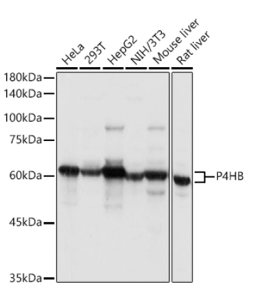 P4HB Rabbit Polyclonal Antibody